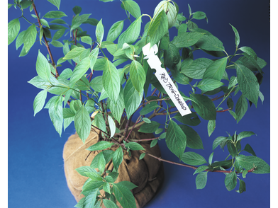 Tags - plant